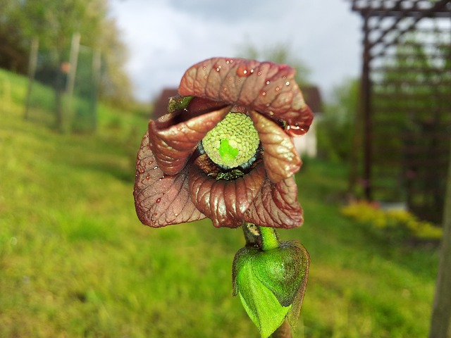  Asimina triloba Blüte